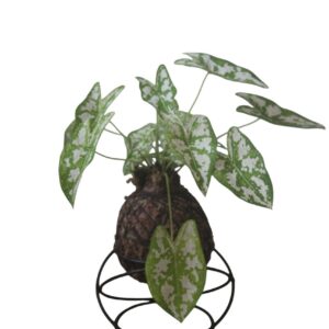 Caladium