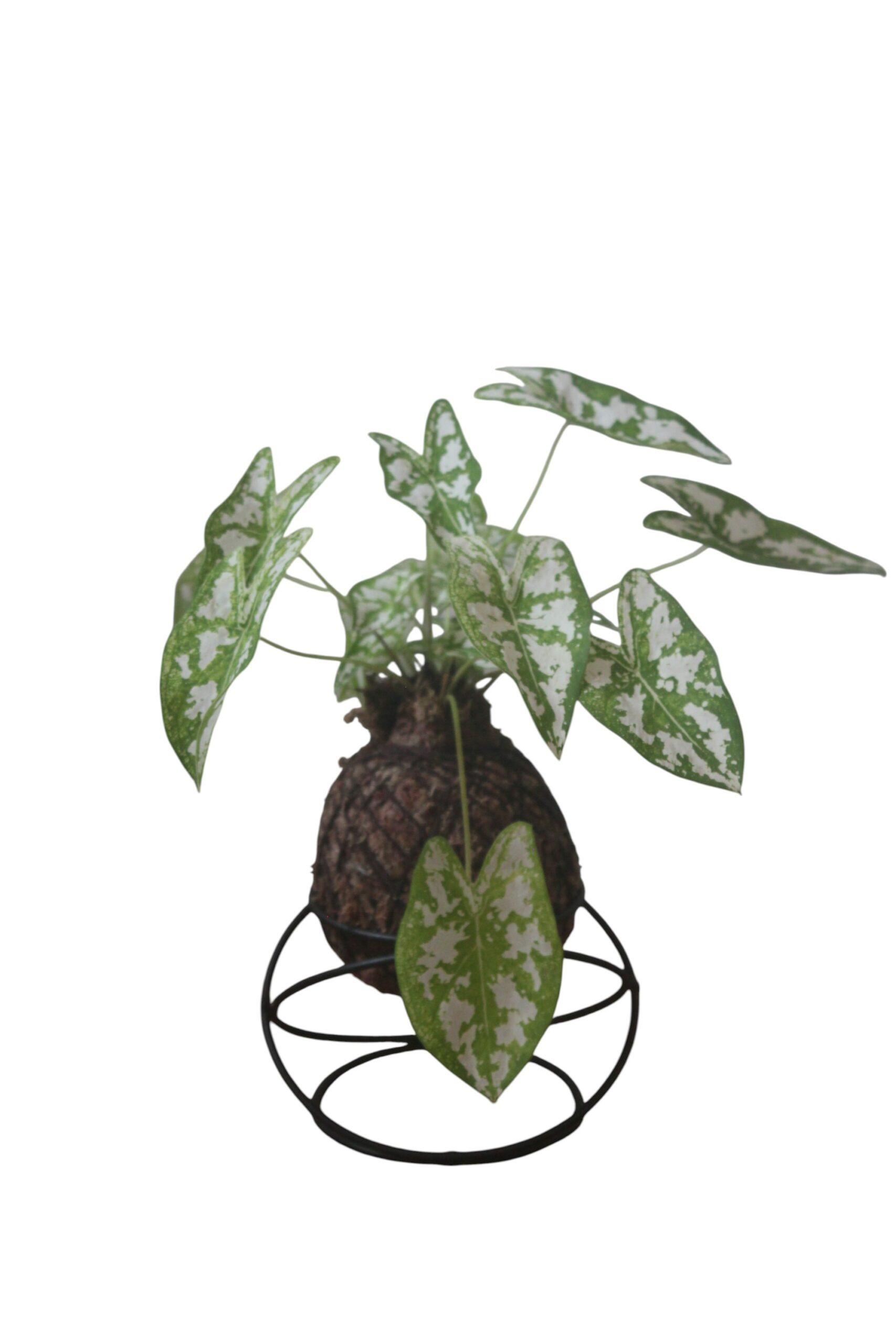 Caladium