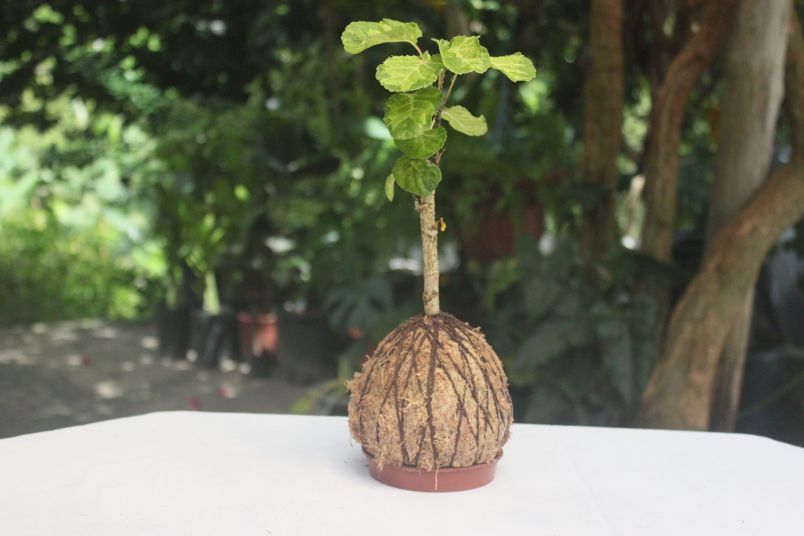 Árvore da felicidade Variegata