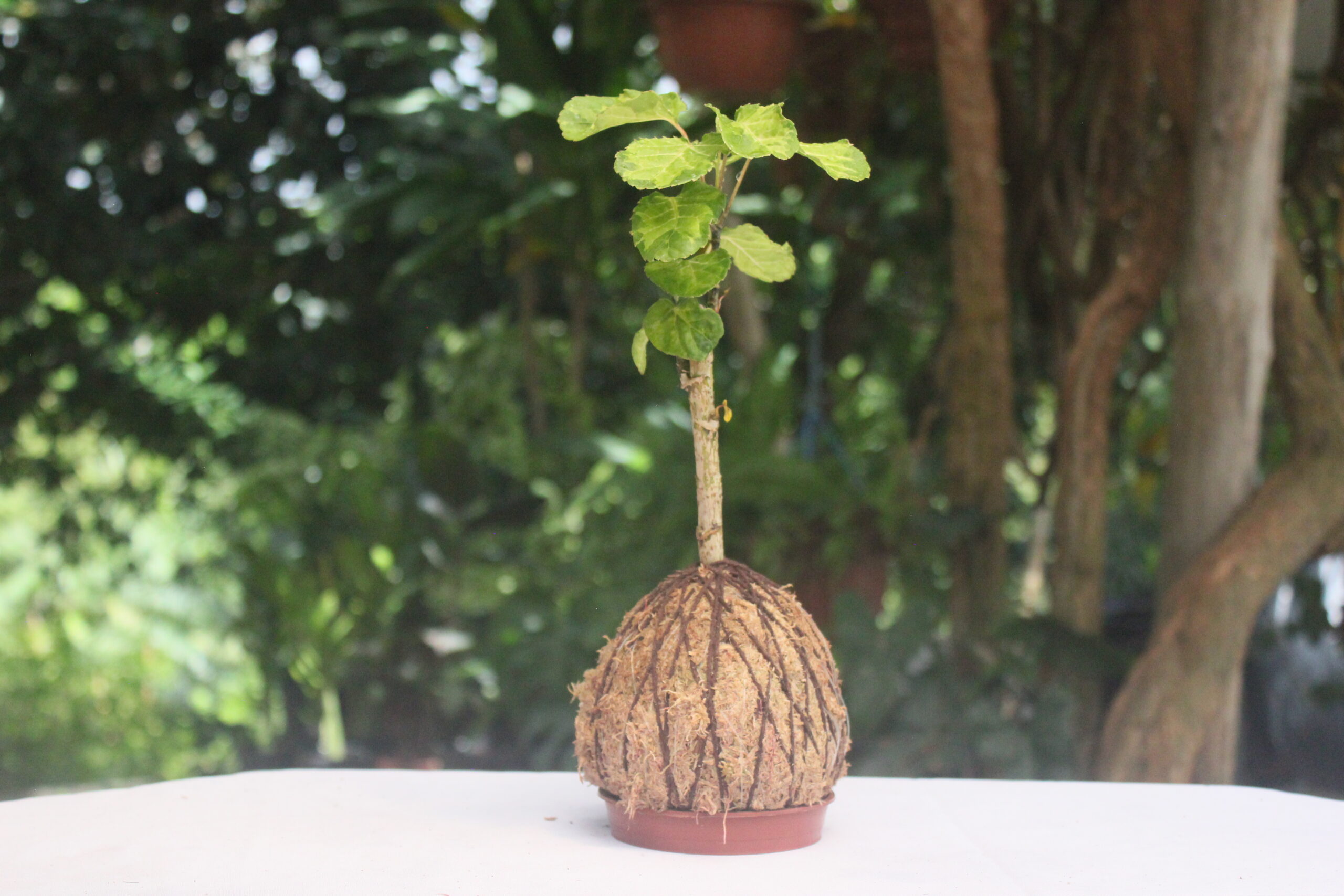 Árvore da felicidade Variegata