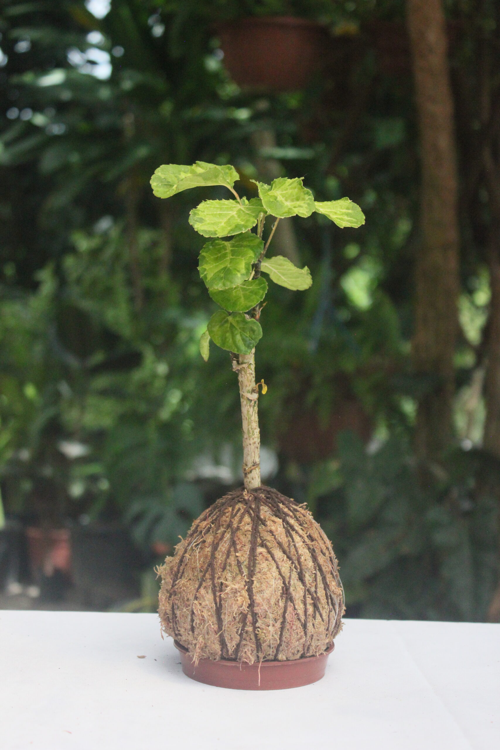 Árvore da felicidade Variegata
