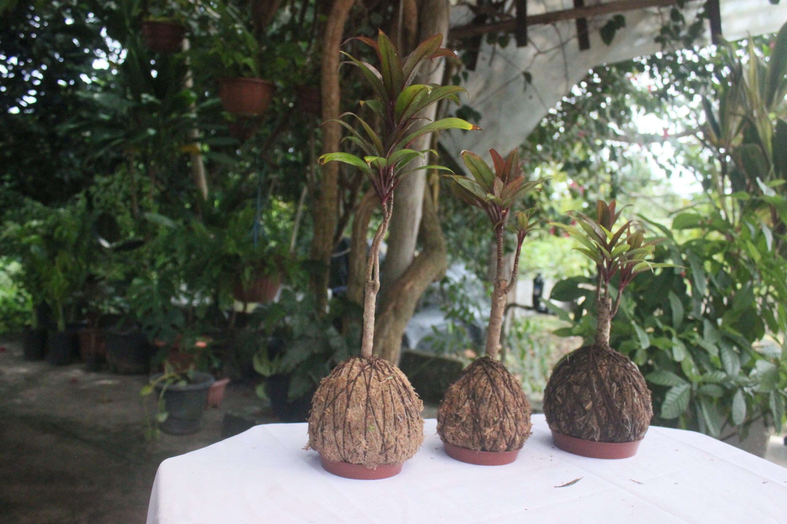 Dracena Baby