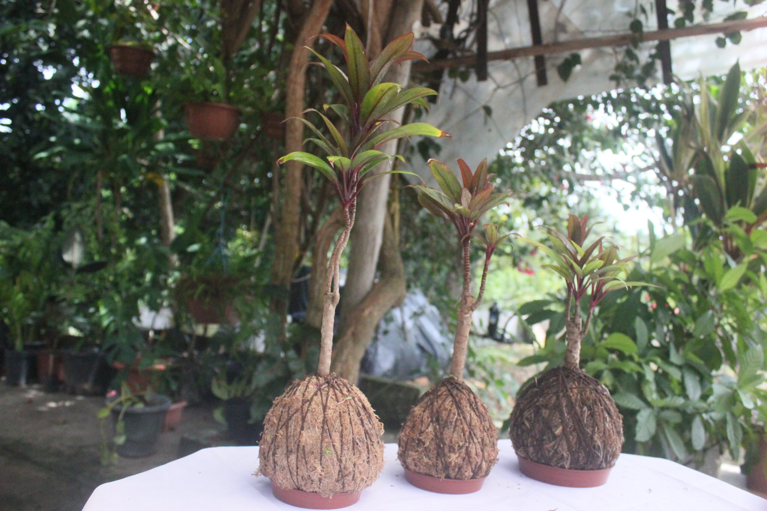 Dracena Baby