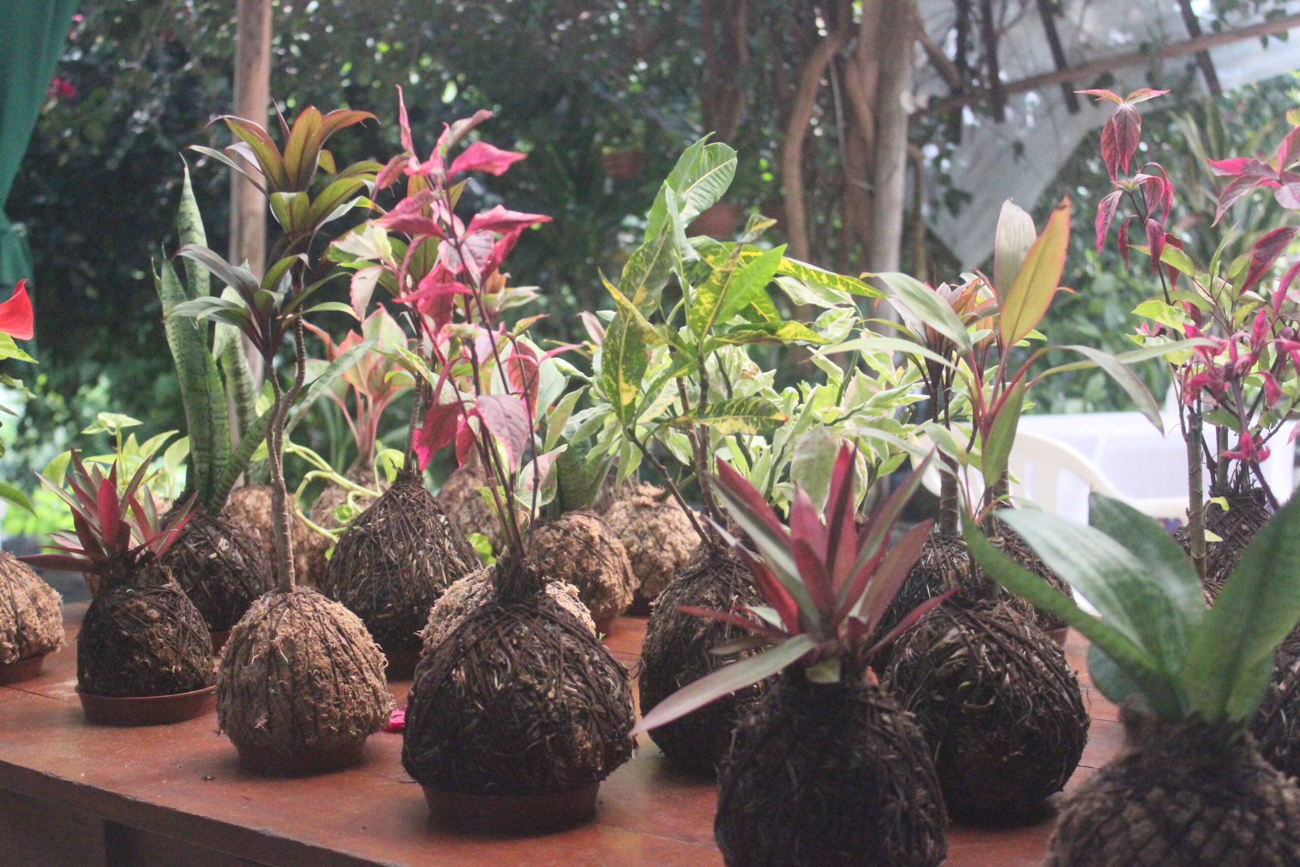 Dracena Baby