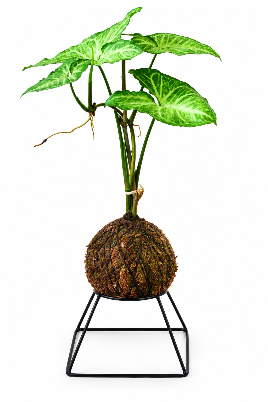 Singônio