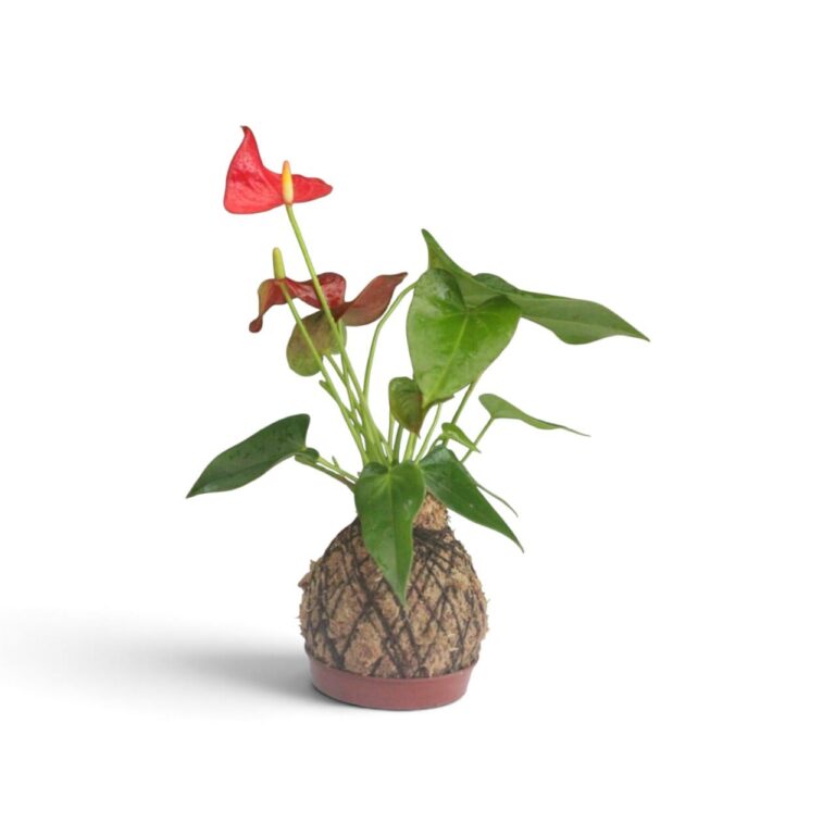 Kokedamas de Interior