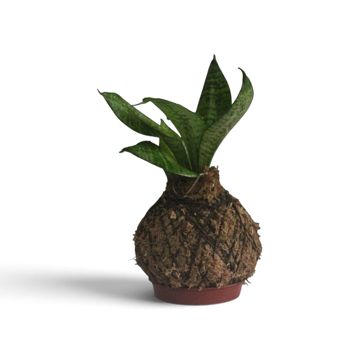 Espadinha de São Jorge