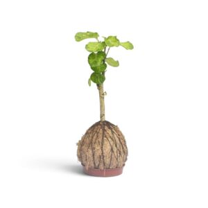 Árvore da felicidade Variegata