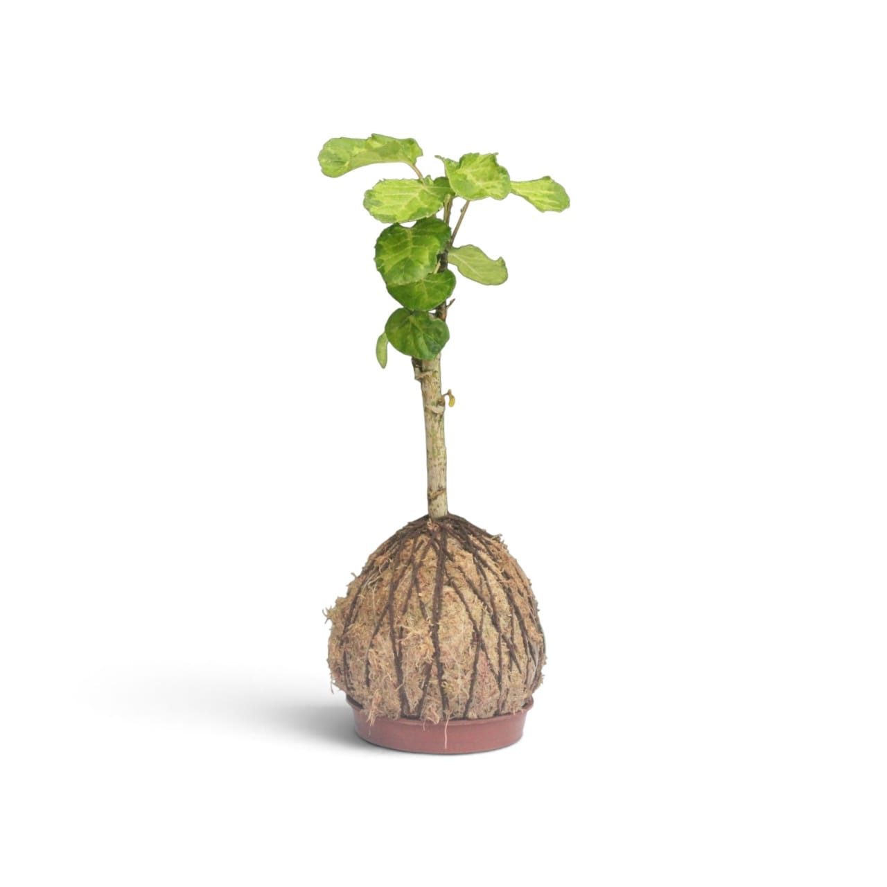 Árvore da felicidade Variegata