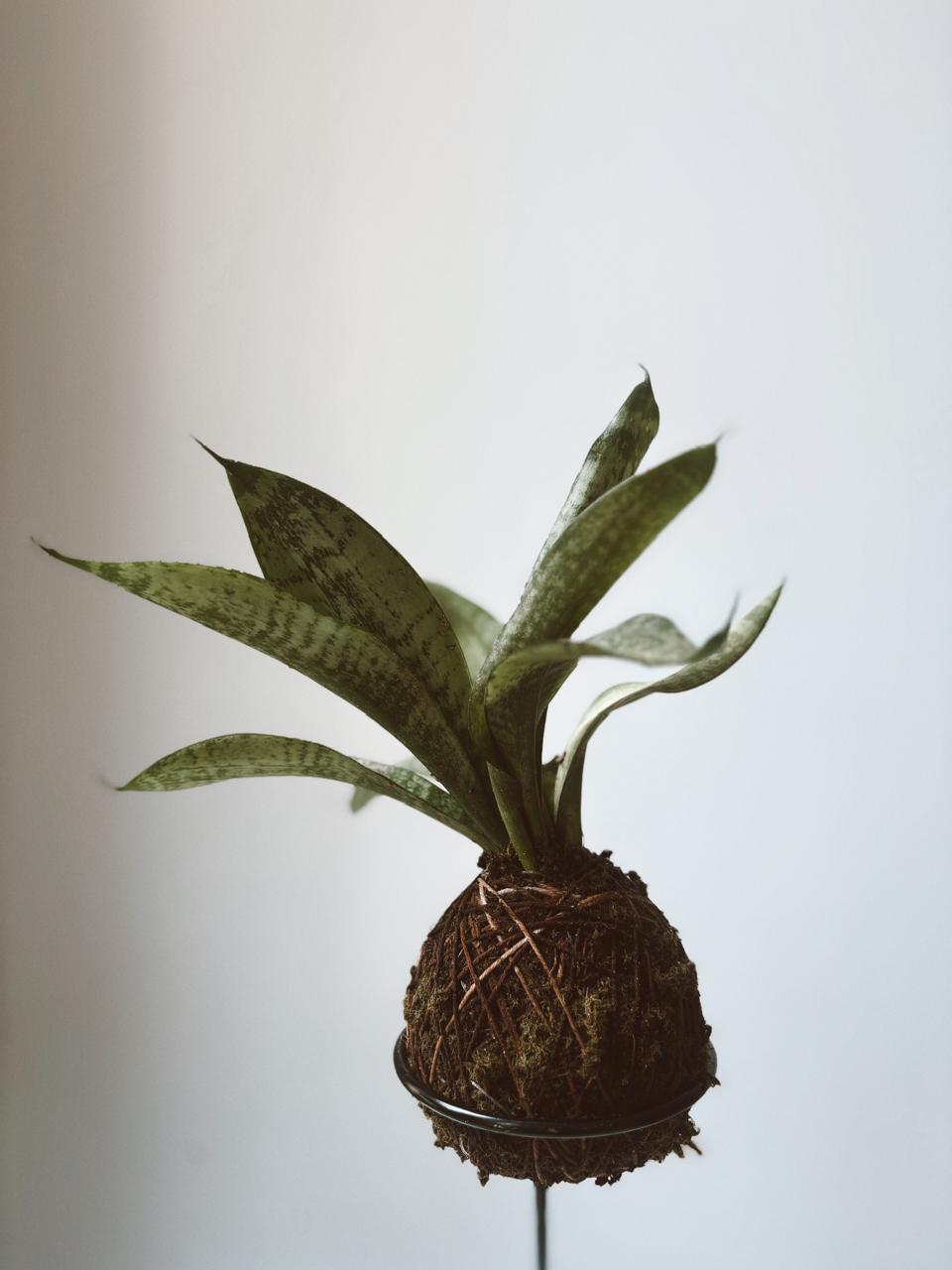 Espadinha de São Jorge