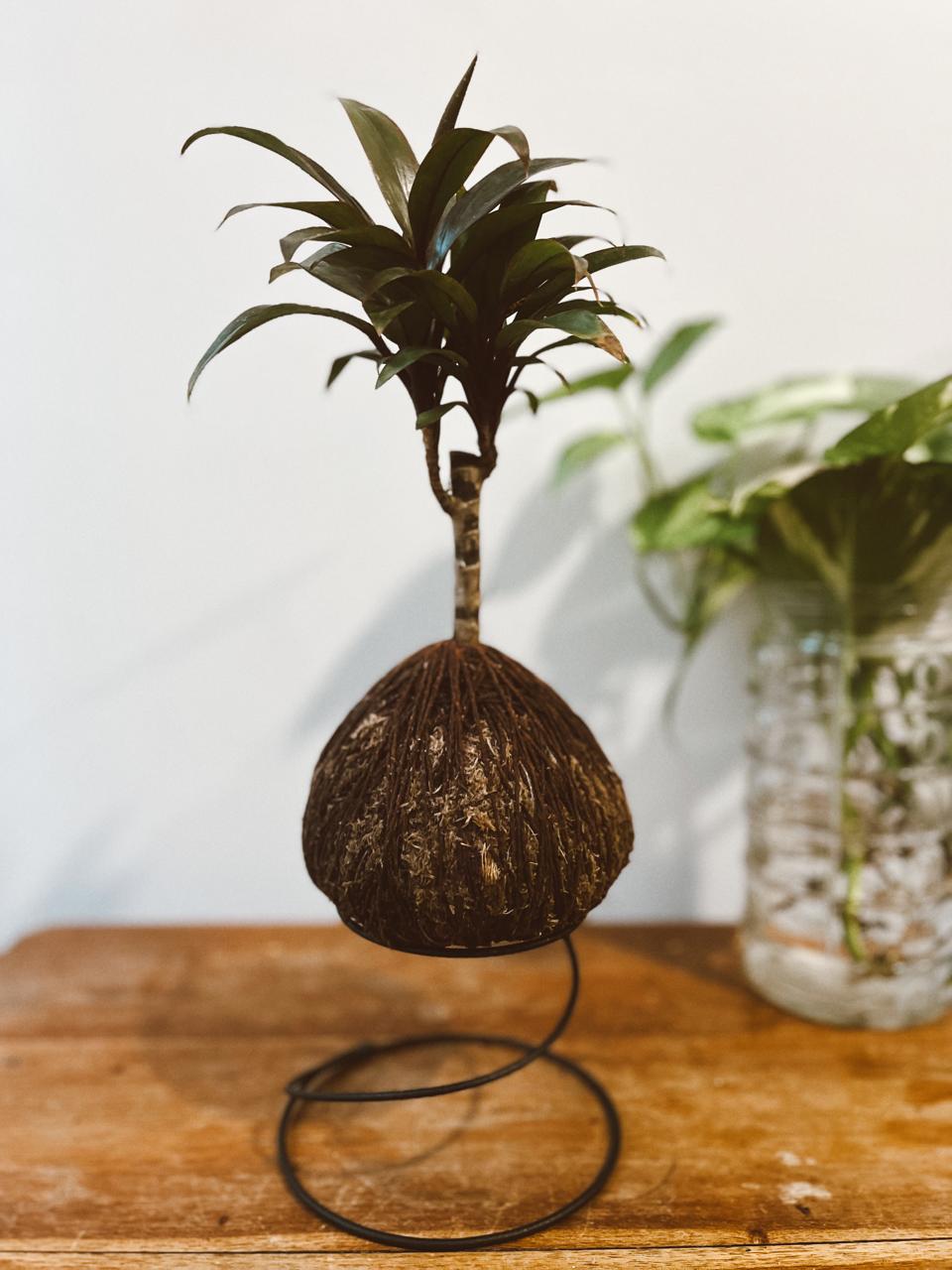 Dracena Baby