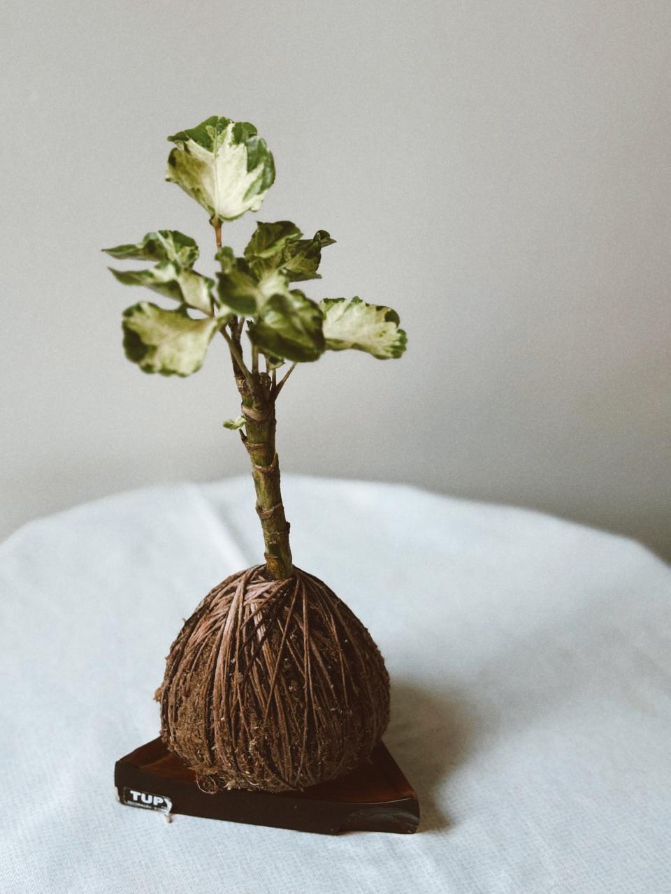 Árvore da felicidade Variegata
