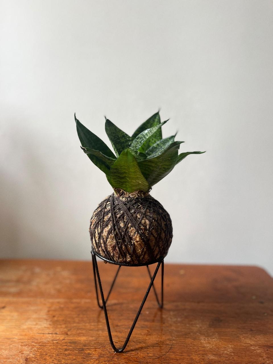 Espadinha de São Jorge