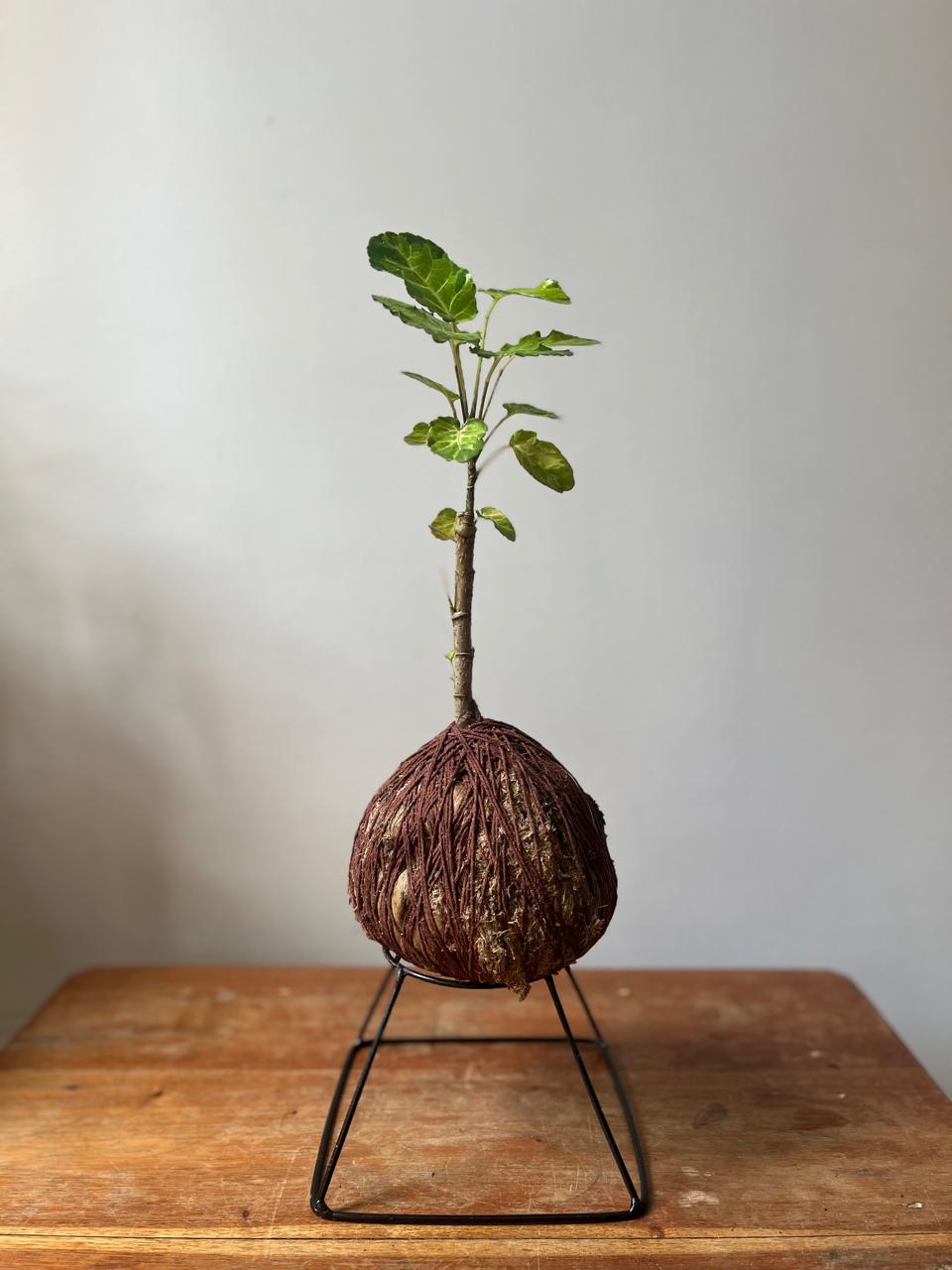 Árvore da felicidade Variegata