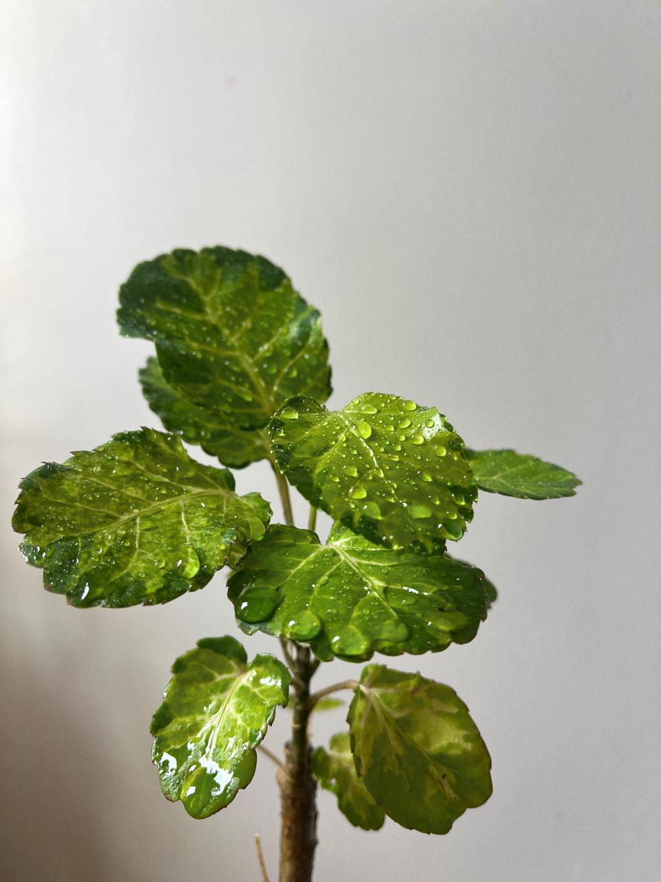 Árvore da felicidade Variegata