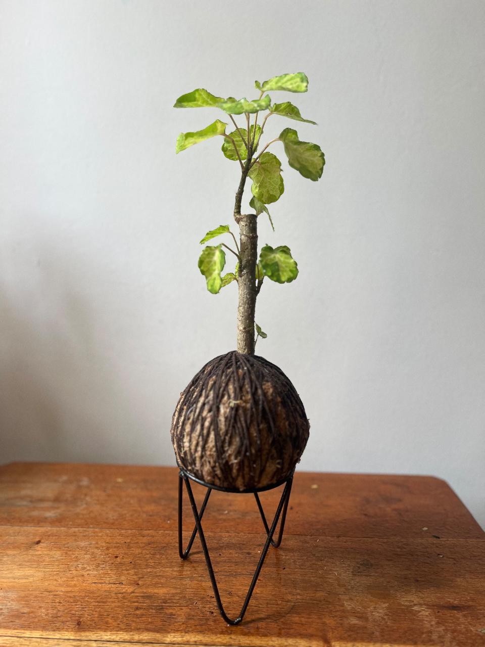 Árvore da felicidade Variegata