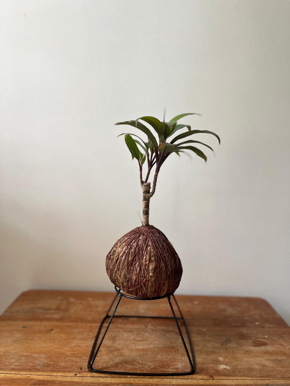 Dracena Baby