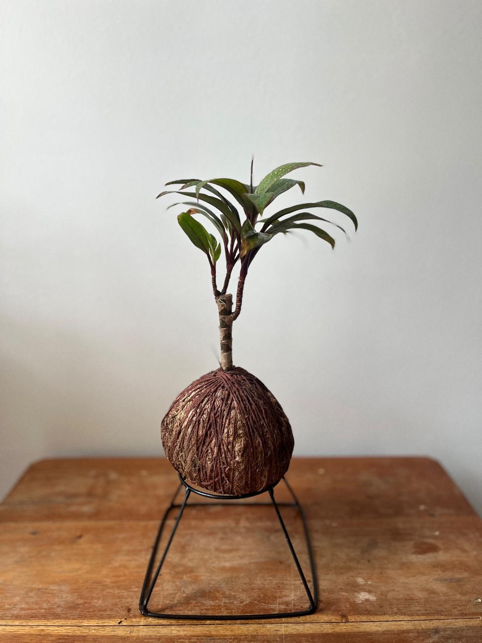Dracena Baby