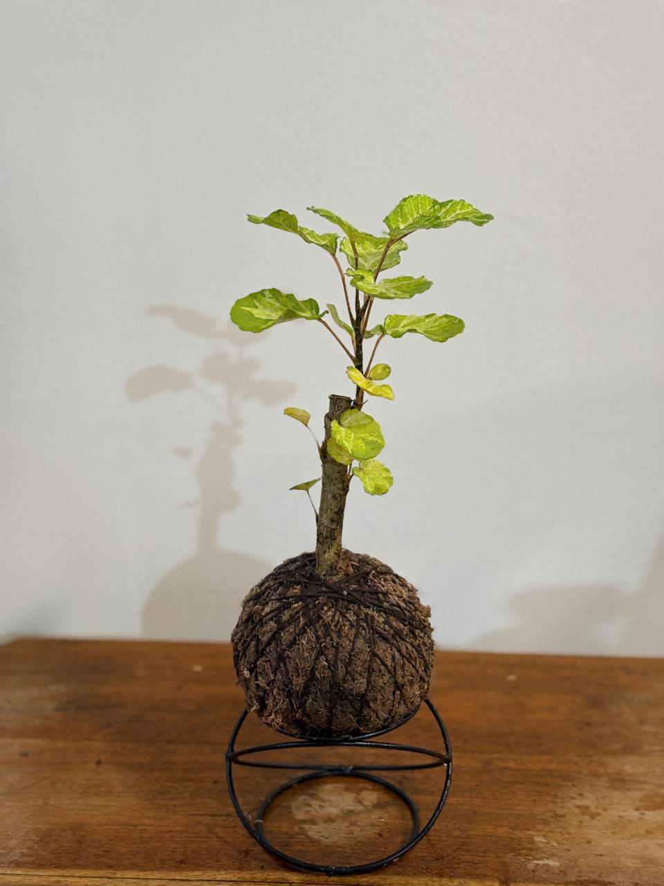 Árvore da felicidade Variegata