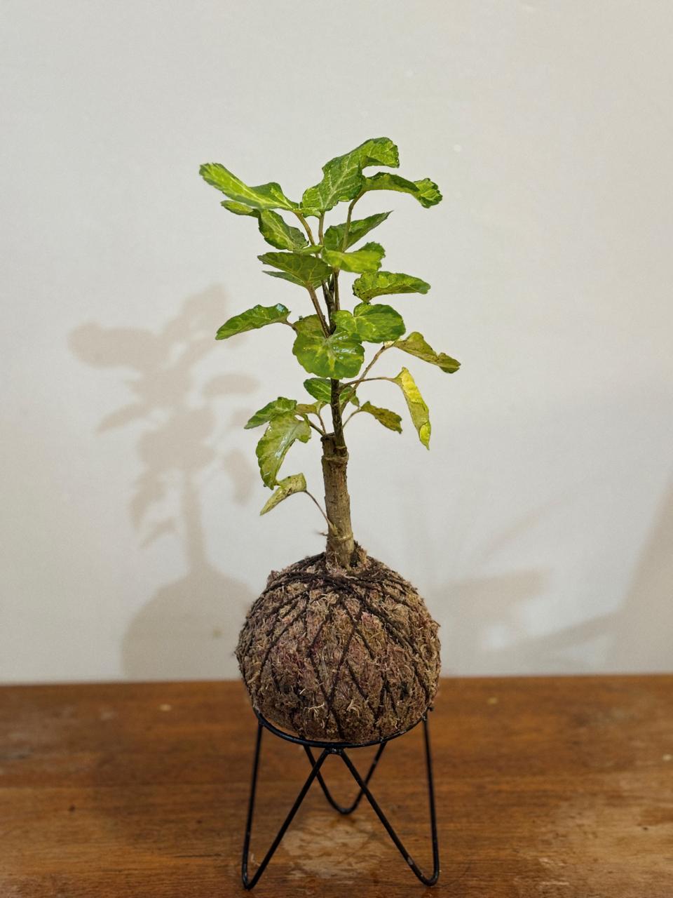 Árvore da felicidade Variegata