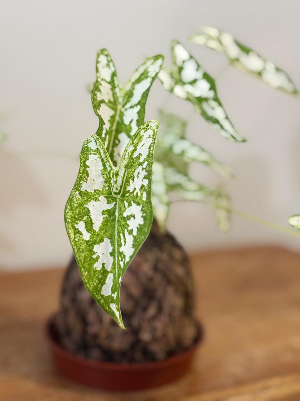 Caladium
