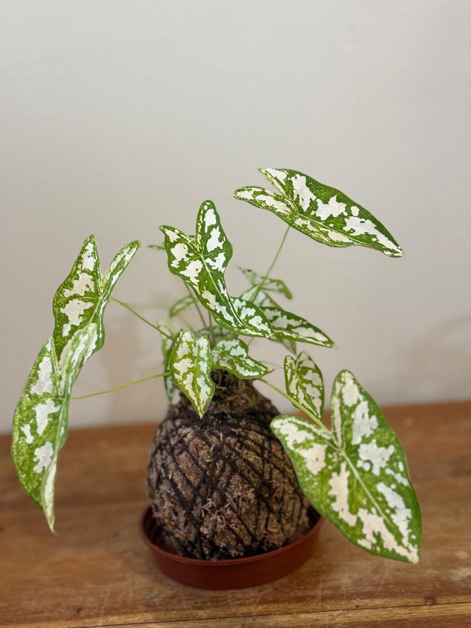 Caladium