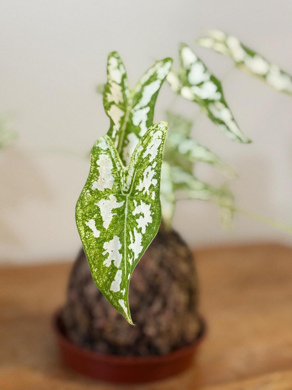 Caladium
