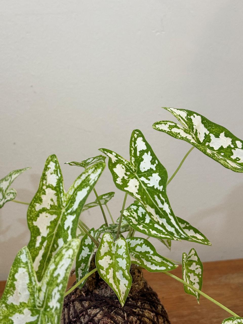 Caladium