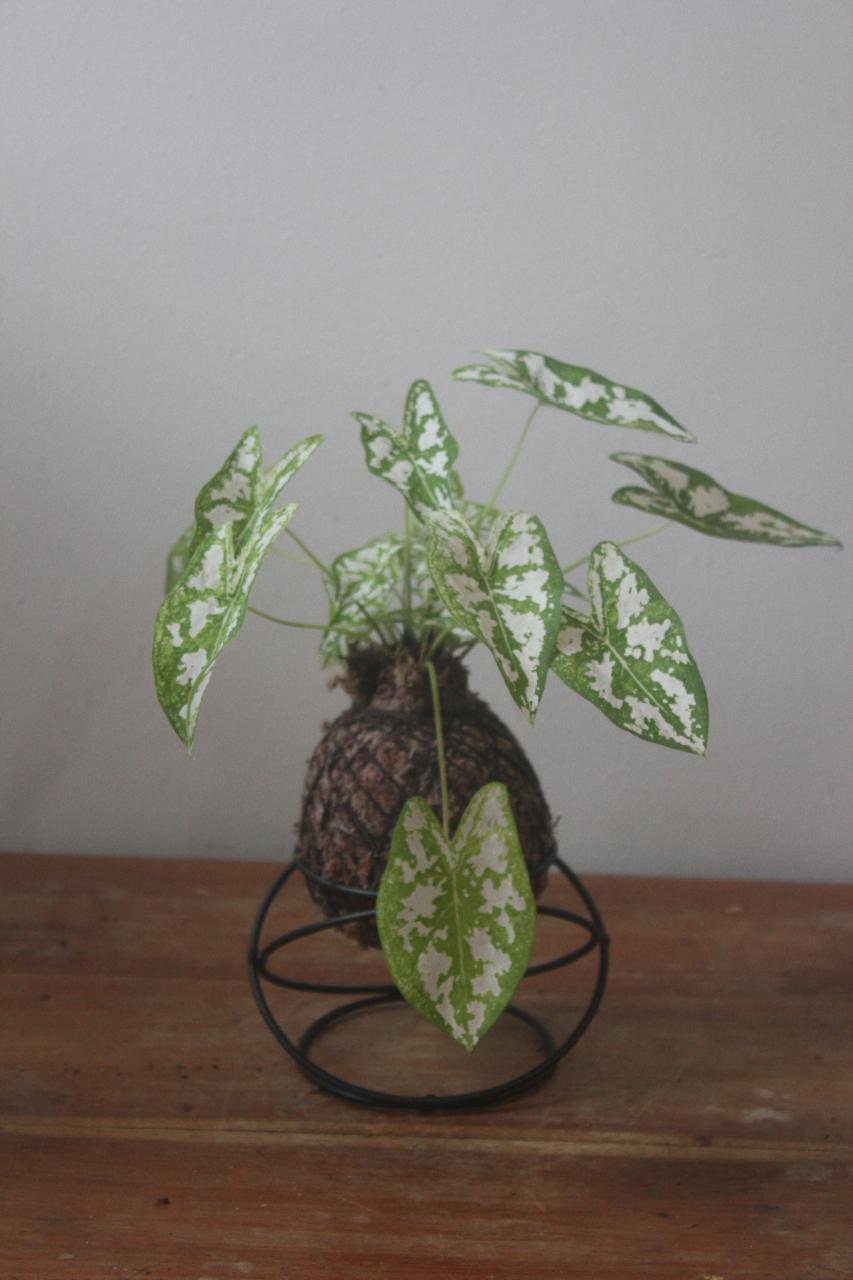 Caladium