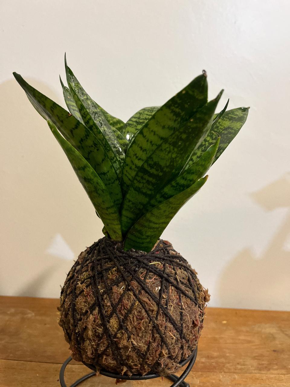 Espadinha de São Jorge