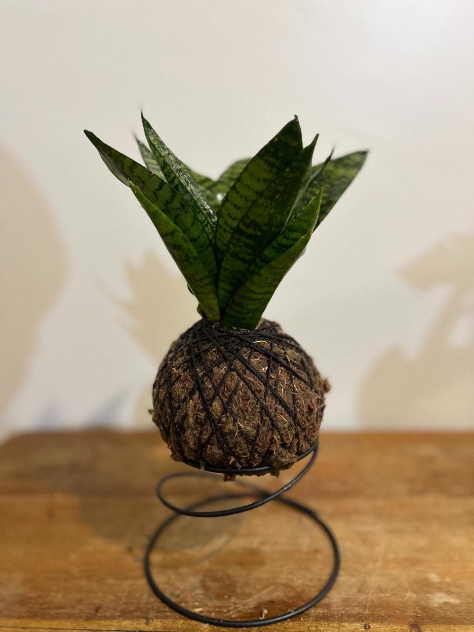 Espadinha de São Jorge