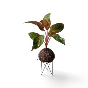Aglaonema