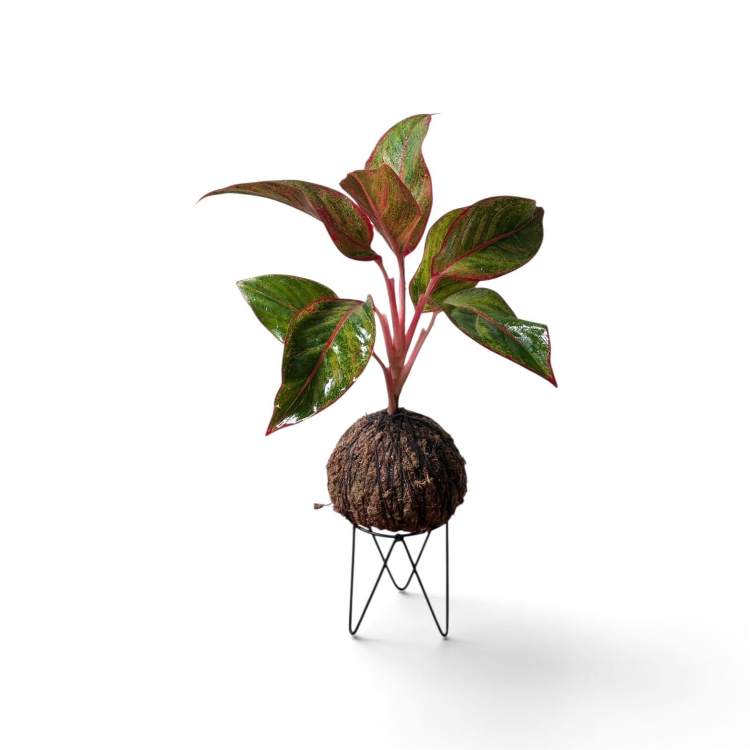 Aglaonema