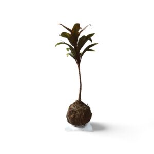 Dracena Baby