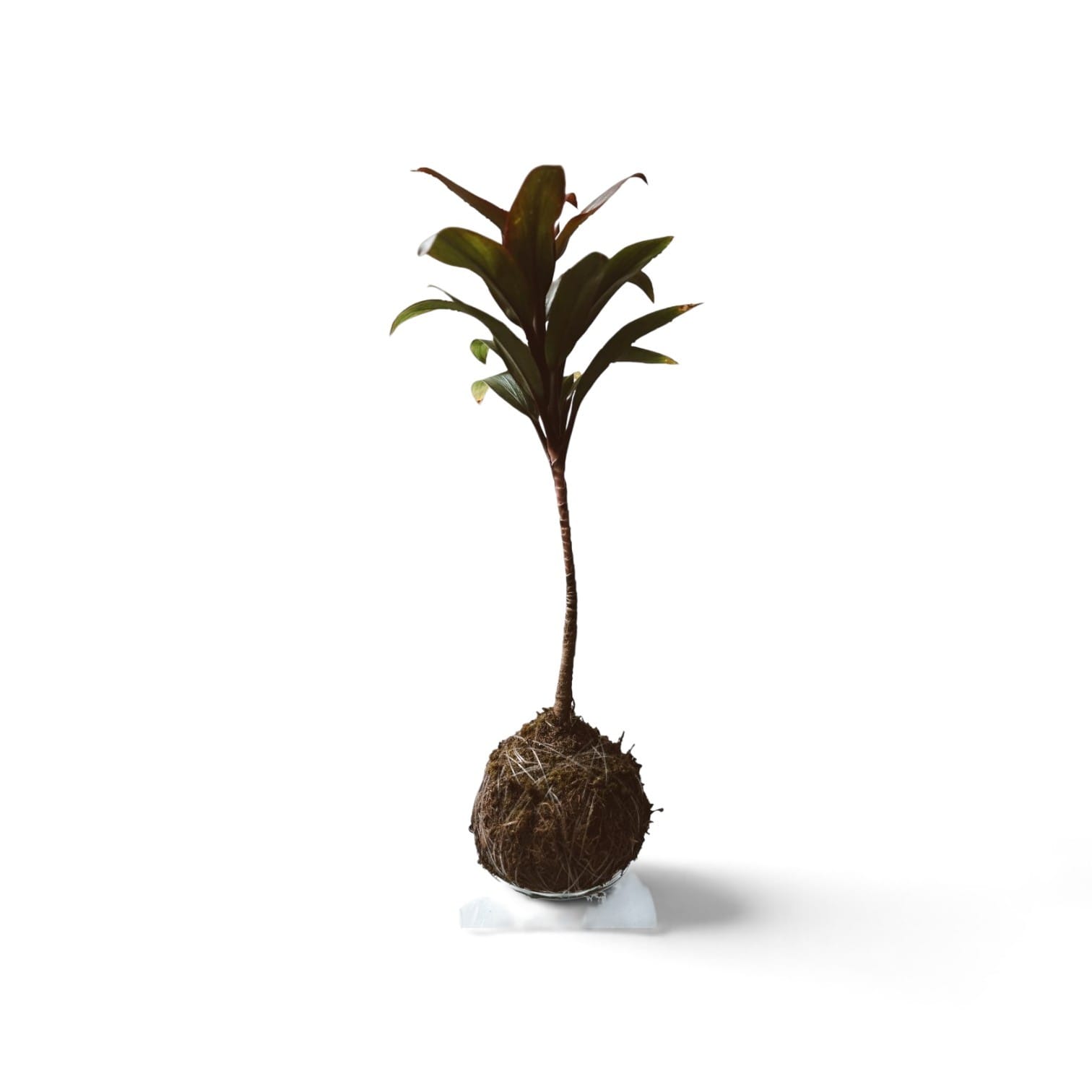Dracena Baby