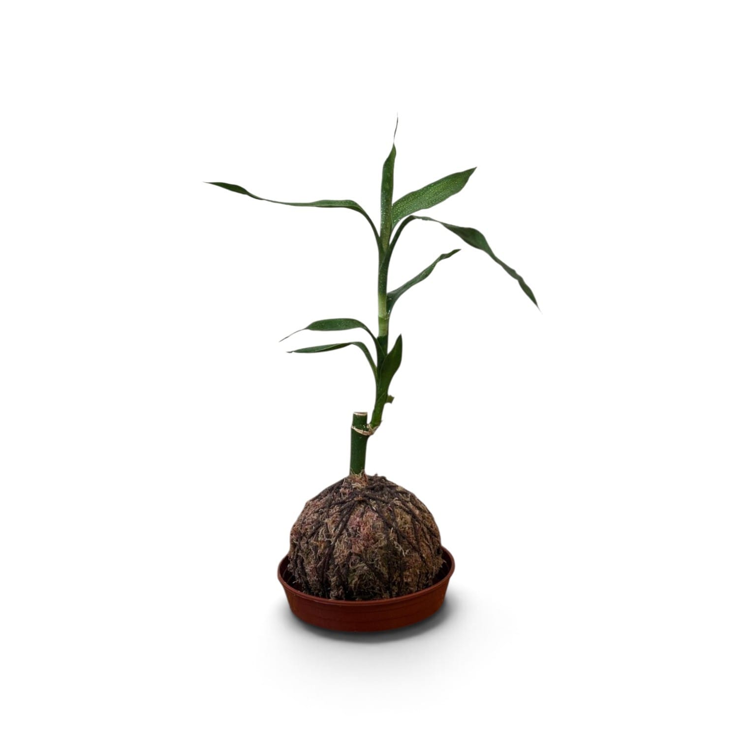 Bambu da Sorte