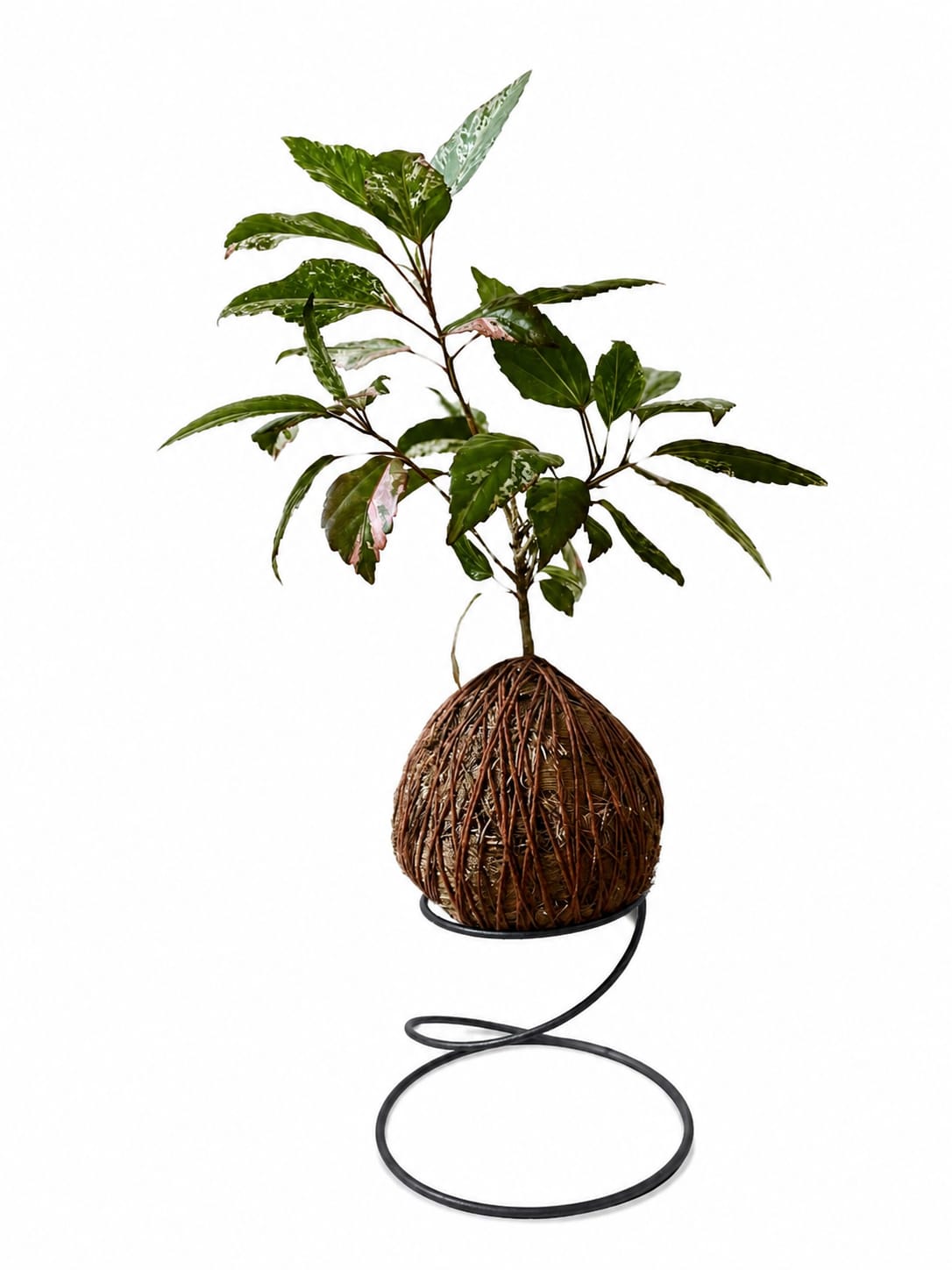 Hibisco Variegata